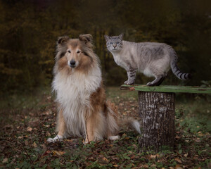Fototapeta na wymiar Rough collie and snow bengal cat in the nature