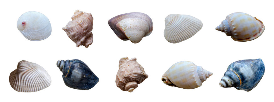 Cut out seashell on white background