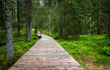 Wooden path in a fir and pine forest with moor on the every side