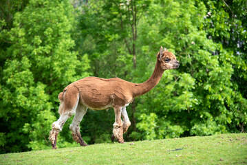 Shaved brown alpaca pasturing on a green farm meadow on a green foliage background