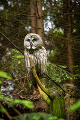 Portrait of a great owl sitting on a branch of a tree in a forest surrounding