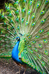 Obraz premium Peacock close up with beautiful open tail feathers