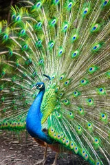 Fotobehang Peacock close up with beautiful open tail feathers © Y. B. Photography