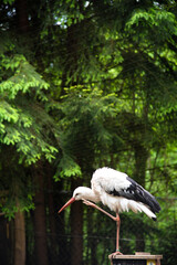 White and black stork in the forest standing on one leg and scratching the head with the other