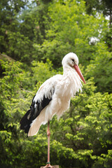 White stork with black wings on a rich green forest foliage background 