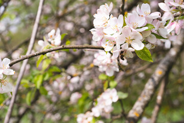 Beautiful white flowers on a branch of an apple tree against the background of a blurred garden. Apple tree blossom. Spring background