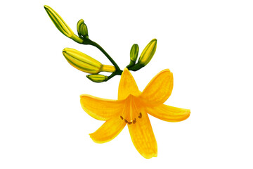Yellow lily flower and buds isolated illustration