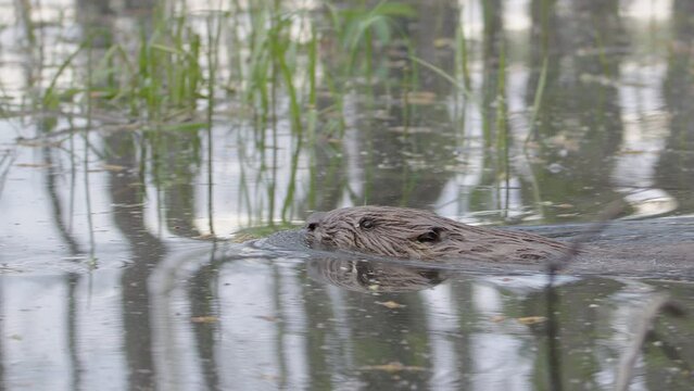 Closeup of Eurasian beaver swimming in dam close to green aquatic vegetation