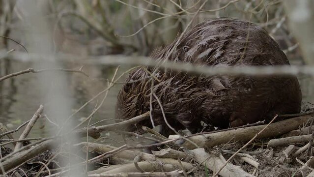 Beaver sits on edge of dam in woody vegetation natural habitat, closeup