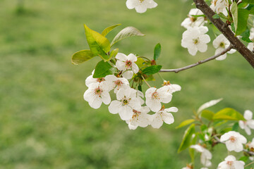 Cherry tree in white flowers. The branches of a blossoming tree. Blurring background. Spring background.
