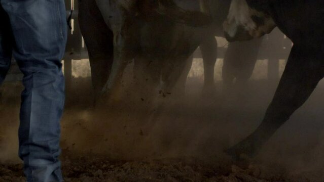 Horses kicking up dirt as cowboy walks through sunlight in before a bull riding rodeo event in Texas,