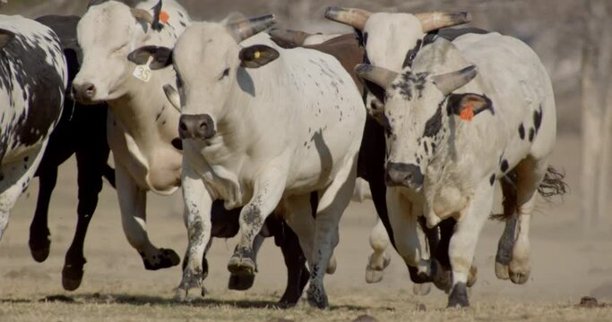 Stampede of bulls running towards the camera on rural Texas farmland in the country.