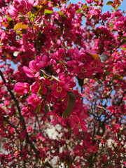 Malus floribunda, common name Japanese flowering crabapple, Japanese crab, purple chokeberry, or showy crabapple. Canada, Ontario.