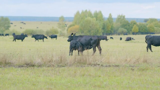 Black angus cattle grazing on a green grass pasture. Small tiny calf grazing on pasture grass field. Static view.