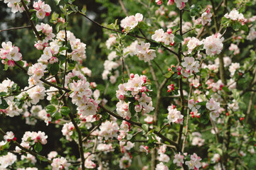 Beautiful white flowers on a branch of an apple tree against the background of a blurred garden. Apple tree blossom. Spring background