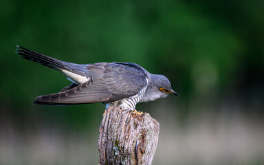 Cuckoo in early morning light