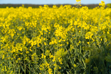 Obraz premium Field of colza rapeseed yellow flowers and blue sky. Oilseed, canola, colza. Nature background. Spring landscape. Ukraine agriculture illustration
