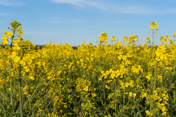 Obraz premium Field of colza rapeseed yellow flowers and blue sky. Oilseed, canola, colza. Nature background. Spring landscape. Ukraine agriculture illustration