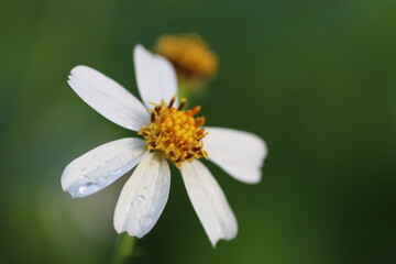 daisy plant The Bidens Pilosa plant features green leaves and produces flowers in the colors of yellow and white. Its blossoms are typically seen in the morning.