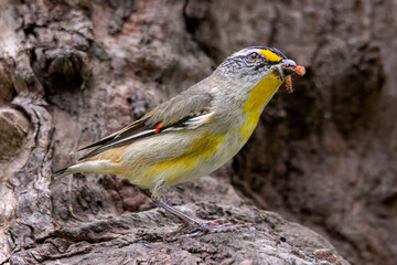 Striated Pardalote (Pardalotus striatus) with food in mouth