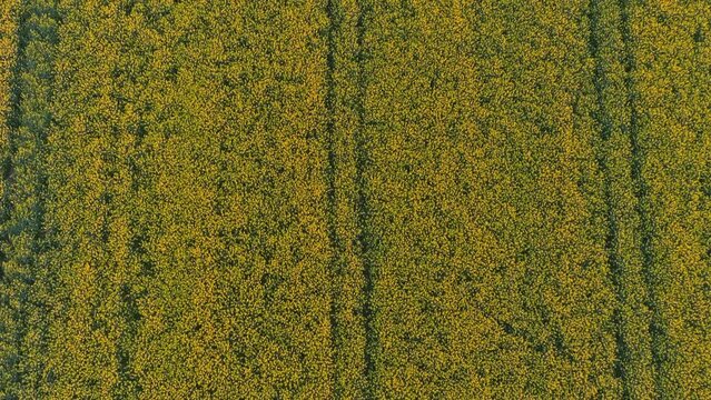 Tractor while spraying in a rapeseed field