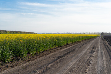Fototapeta na wymiar Field of colza rapeseed yellow flowers and blue sky. Oilseed, canola, colza. Nature background. Spring landscape. Ukraine agriculture illustration