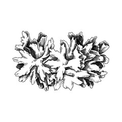 Snow fungus sketch. Edible fungus illustration. Fungal protein, mycoprotein source. Tremella mushroom drawing isolated on white. Healthy food, plant-based meat substitutes design element