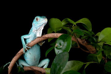 Blue Iguana juvenile.
Blue iguanas are incredibly territorial, showing aggression towards any...