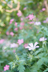 Flowers Sun Garden Bees 