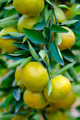 tangerines on the tree with green leaves