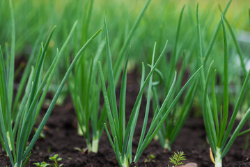 Green onions in a garden bed in a village garden, closeup, selective focus.