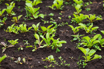 Beetroot sprouts on a garden bed in a village garden.