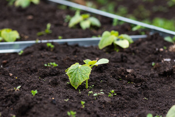 Cucumber seedlings on a garden bed in a village garden.