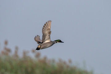 Falcated duck or Mareca falcata observed in Gajoldaba in West Bengal, India