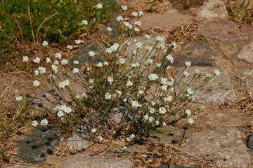 Graukresse (Berteroa incana)