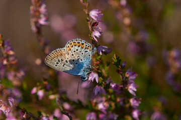 Kleiner Silberfleckbläuling (Plebejus argus) Männchen	