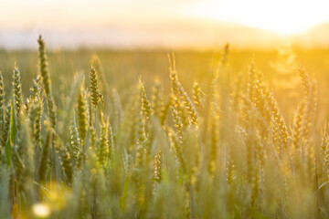 Fototapeta premium golden wheat field wheat field in sunset
