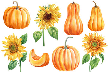 Pumpkin and sunflowers isolated on white background. Botanical painting, watercolor illustrations. Set yellow flowers