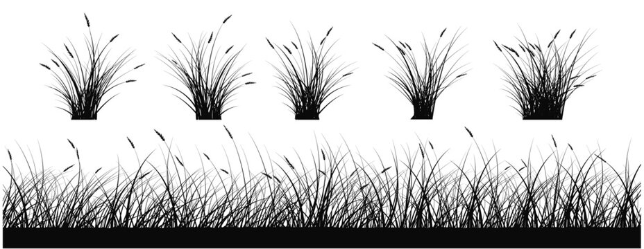 silhouettes of grass