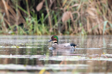 Falcated duck or Mareca falcata observed in Gajoldaba in West Bengal, India