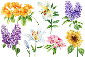 Summer flowers isolated on white background. Botanical watercolor illustrations. Set lilac, lily, sunflower and sakura