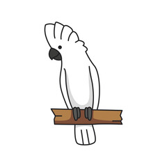cute cockatoo