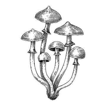 Autumn skullcap mushroom sketch. Poisonous plants drawing isolated on white background. Deadly fungus illustration - Galerina  in vintage style.