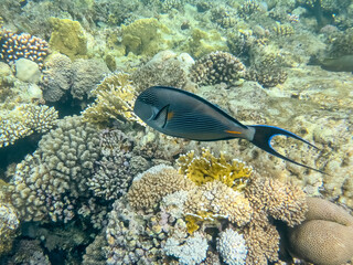 Surgeonfish, red sea coral reef. Egypt
