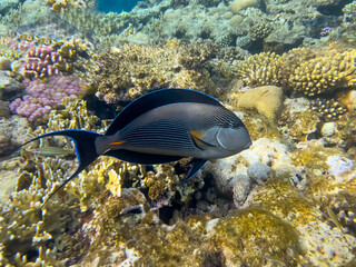 Naklejka na ściany i meble Surgeonfish, red sea coral reef. Egypt