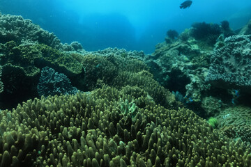 soft coral underwater background reef ocean
