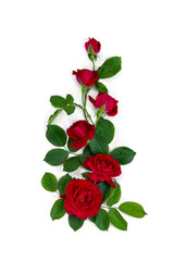 Red roses on a white background with space for text. Top view, flat lay