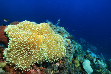 anemone actinia texture underwater reef sea coral