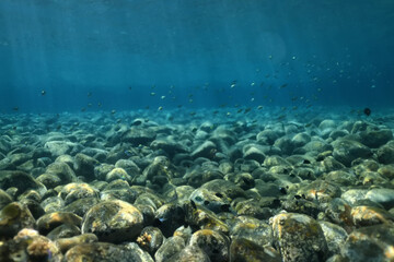 seascape panorama underwater flock of fish in the water