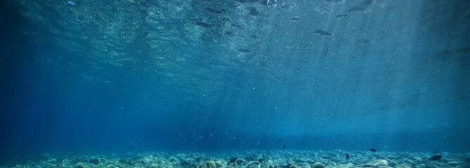Fototapeta premium seascape panorama underwater flock of fish in the water